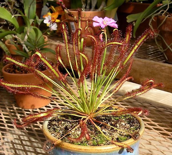 Le Drosera ou Rossolis du Cap. Famille des Droséracées. Drosera-capensis_all-red01