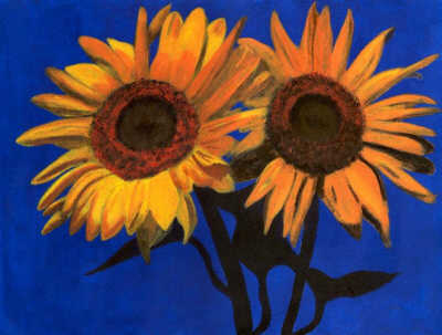 Fotografije suncokreta Sunflowers