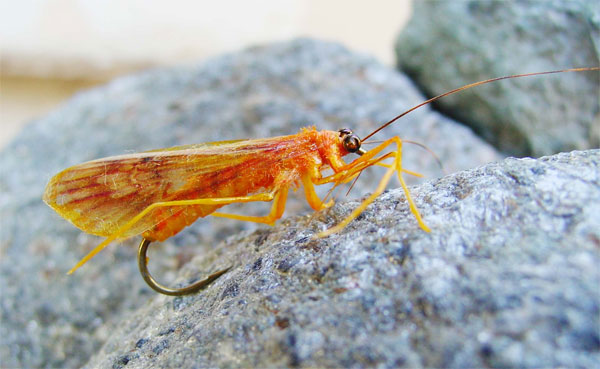 Le Coran est un médicament Caddis-Fly-2