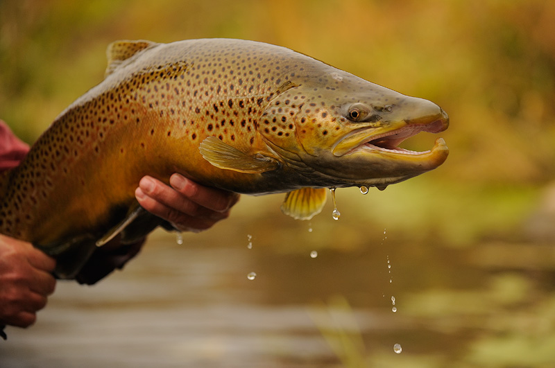 Un peu de poesie visuelle Trout-portrait