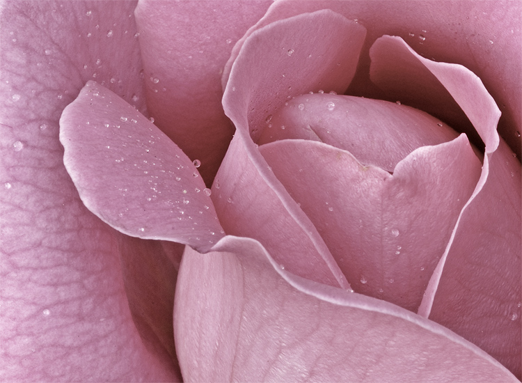      -  39 Pink-rose