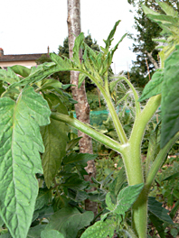 La taille des tomates Taille-tomates-1