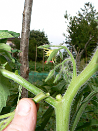 La taille des tomates Taille-tomates-5