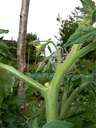 La taille des tomates Taille-tomates-6