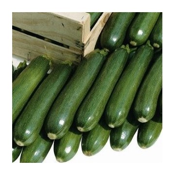 LÉGUMES ET FRUITS : LEURS HISTOIRES:LA MÛRE+ CERISE+Autres Courgette-ronde-de-nice