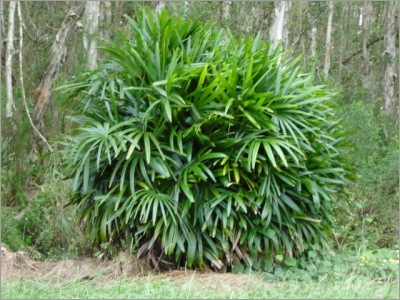 مجموعة بالصور لنخيل الزينة Rhapis-excelsa