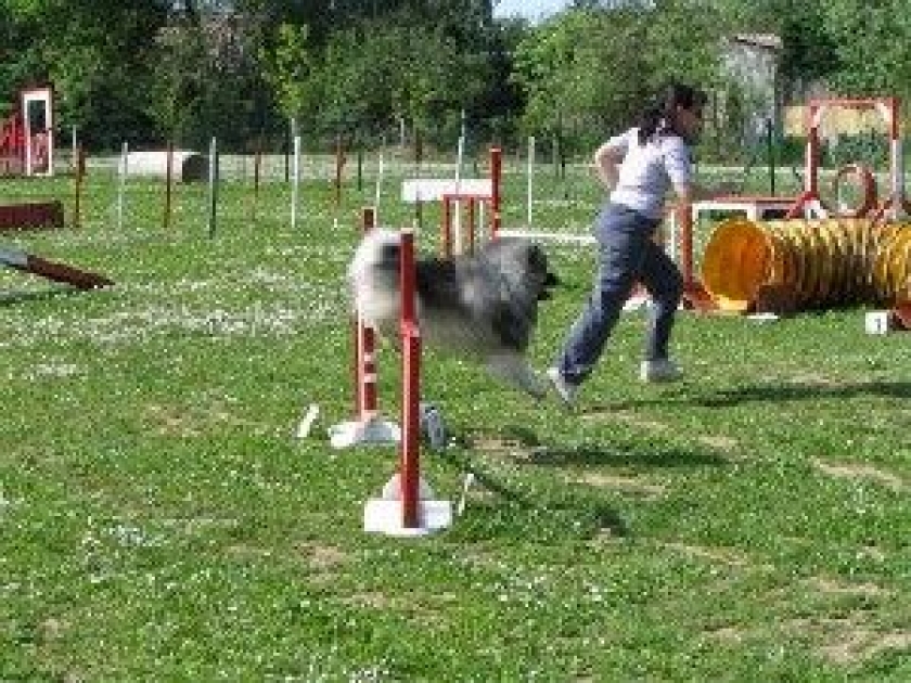 Activit et Sport canin