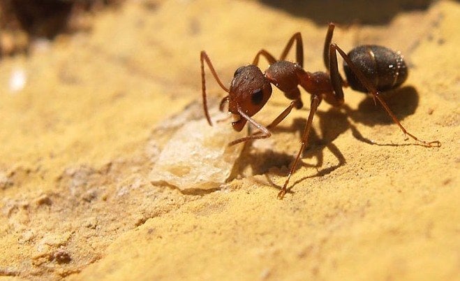 Ternura e inteligencia animal - Página 3 Las-hormigas-argentinas-la-poderosa-plaga-que-amenaza-el-mundo