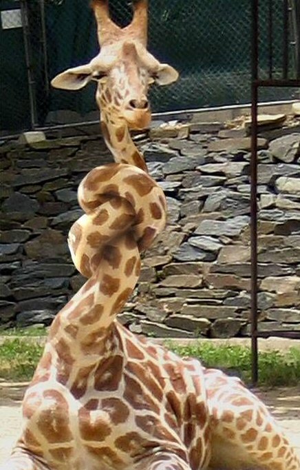 Jock's house comes under new surveillance - Page 2 Funny-giraffe-long-neck-picture