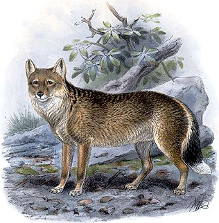 All Species of Gray Wolf Links (Extinct and not) FalklandIslandFox