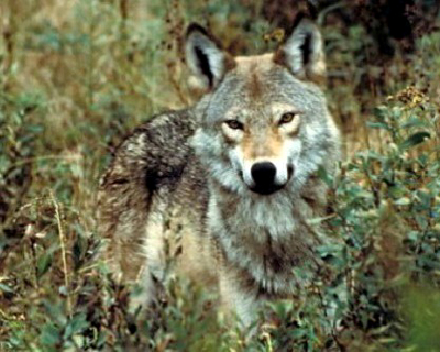 All Species of Gray Wolf Links (Extinct and not) Eastern%20wolf