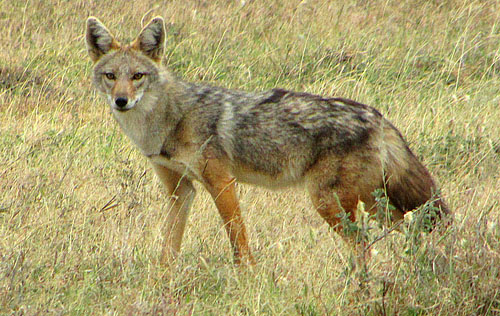 All Species of Gray Wolf Links (Extinct and not) Golden%20jackal