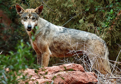 All Species of Gray Wolf Links (Extinct and not) Indian%20wolf