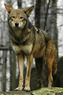 All Species of Gray Wolf Links (Extinct and not) Red-wolf