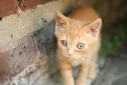 Halostep's Children. Orange-kittens-11