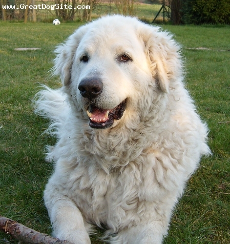 curiosidade: os cães Kuvasz-3%20years-White-1184719559