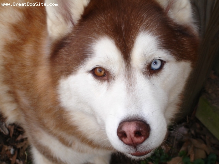 كلاب الهاسكي husky dogs Siberian%20Husky-1.5%20years-Red-1187047019