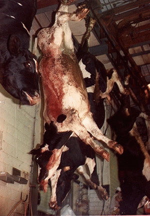 Bad breeding, deformation and aesthetic cruelty Pix_abuse08