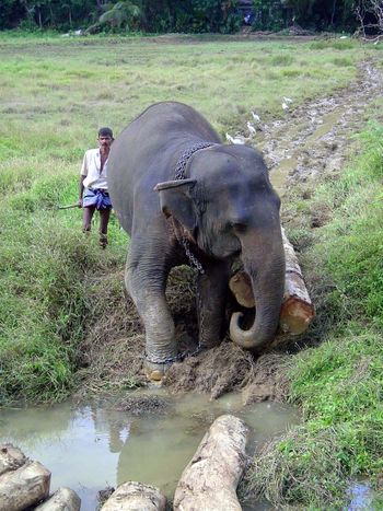 யானை படக்காட்சிகள். 014819