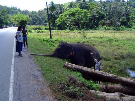 யானை படக்காட்சிகள். 014825