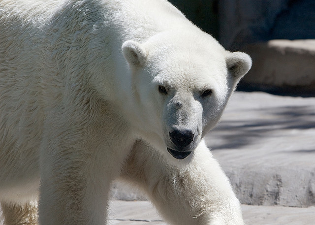 Chez les pingouins(vidéo) Russie-un-ours-blanc-sur-la-place-Rouge