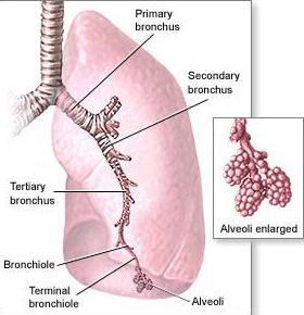          Bronchi-bronchioles-alveoli