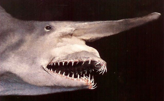 Prometheus par Ridley Scott  - Page 24 Shark