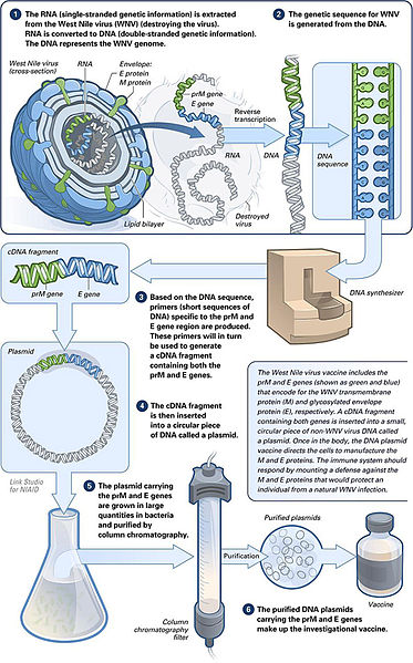 The Vaccination Agenda: An Implicit Transhumanism/Dehumanism  373px-Making_of_a_DNA_vaccine