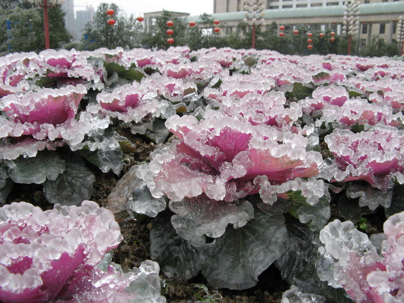 Kad se majka priroda "razbesni"! - Page 2 Ice-storm-12