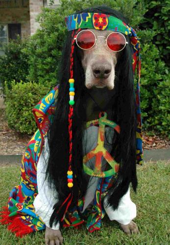 Mais uma pra fika - Página 2 Hippie%20dog