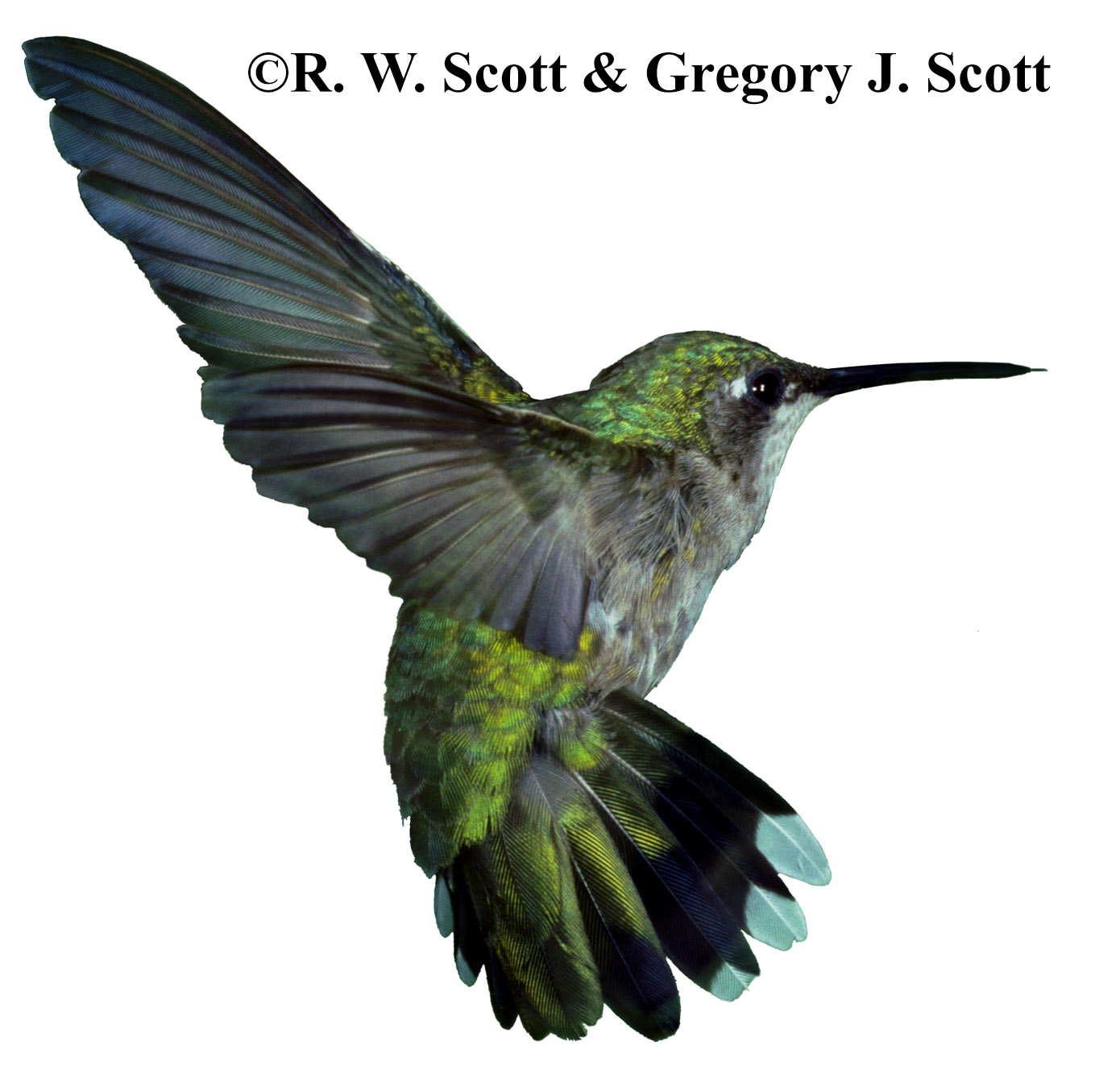 Sexto single >> 'The One That Got Away' - Página 19 Rwscott.hummingbird