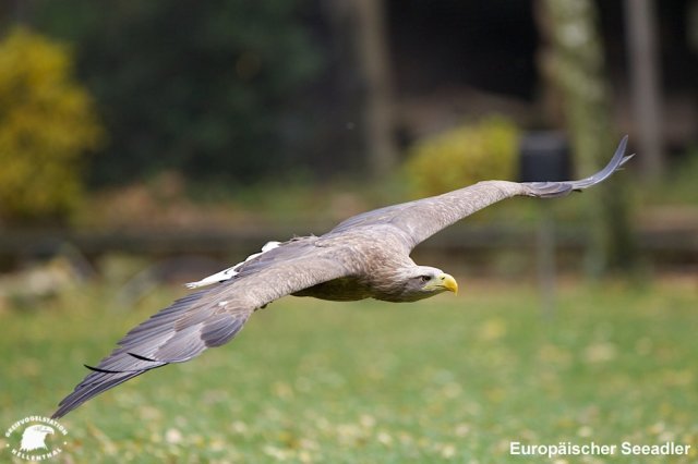 Le repaire de Little Smoke, un lieu paisible! - Page 28 Phoca_thumb_l_03EuropischerSeeadler