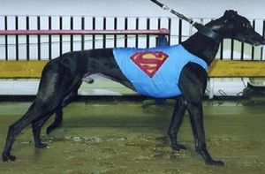 Padrillos australianos - Página 2 Greyhound_Superman-_3