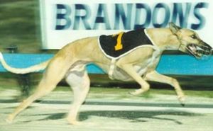 Padrillos australianos Greyhound_Just_the_Best-_3