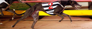 Padrillos australianos - Página 2 Greyhound_El_Galo-_2