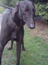 Mark's Greyhound Blog Greyhound_Boises_Back