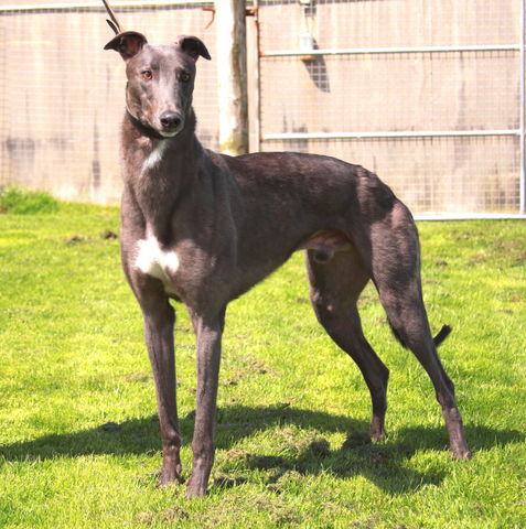 Stud DON ALBERTO de JULIO DUCA --2015 Greyhound_Duke_Special-_2big