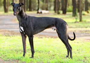 Padrillos australianos - Página 2 Greyhound_Magic_Sprite