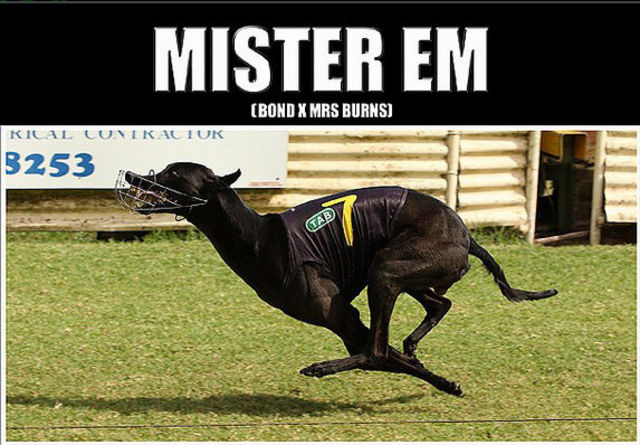 MISTER EM .. " Stud el Futuro " Greyhound_Mister_Em-big