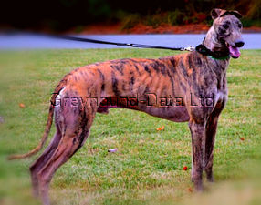 JULIO Y AGOSTO (Grandes campeonatos) Greyhound_Mileheight_Alba