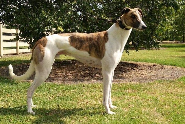 LA SUPER ESTRELLA AUSTRALIANA Greyhound_Fernando_Bale-big