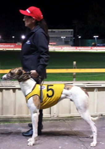 LA SUPER ESTRELLA AUSTRALIANA Greyhound_Fernando_Bale-_2big