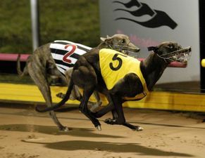 Padrillos australianos Greyhound_Bombastic_Shiraz-_3