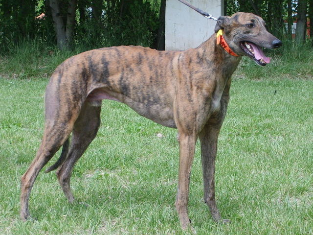 Stud DON ALBERTO de JULIO DUCA --2015 Greyhound_Kay_V_Trey-_3big