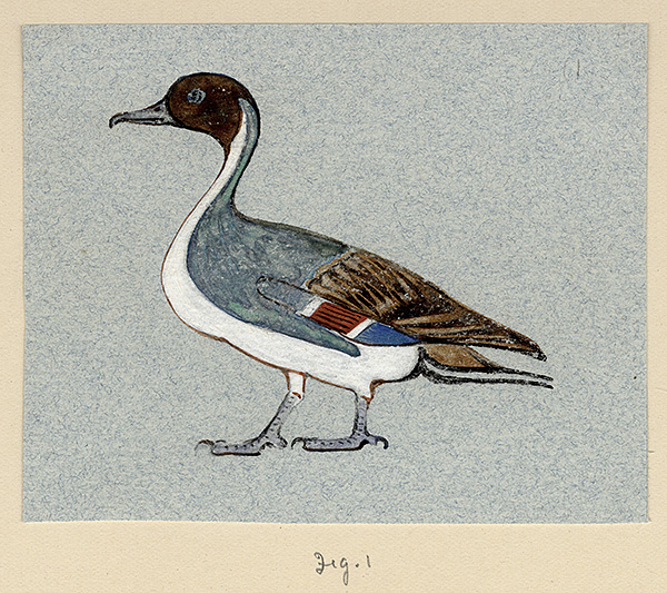 Howard Carter's watercolours of birds and animals Carter_vii_1_07_1