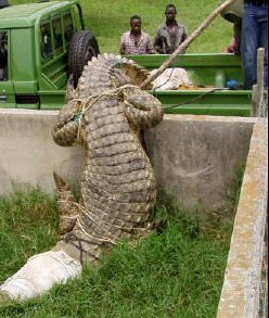 crocodile et homme 4265