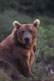 صور دب Bears_028