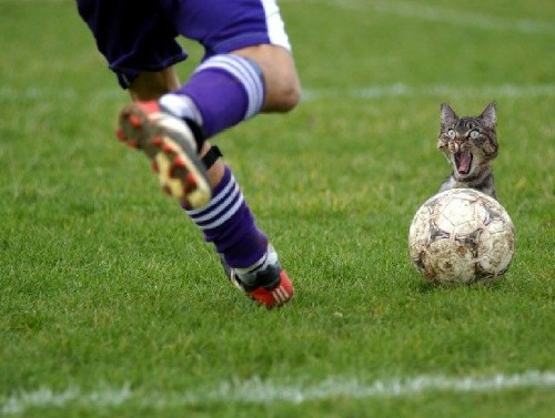 Bientôt la coupe du monde %%% Soccer%20Kitty