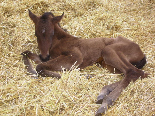 Shadow fax Bayfoal