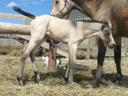 Sky Hi's mare's come to foal Buskskin_sooty_face